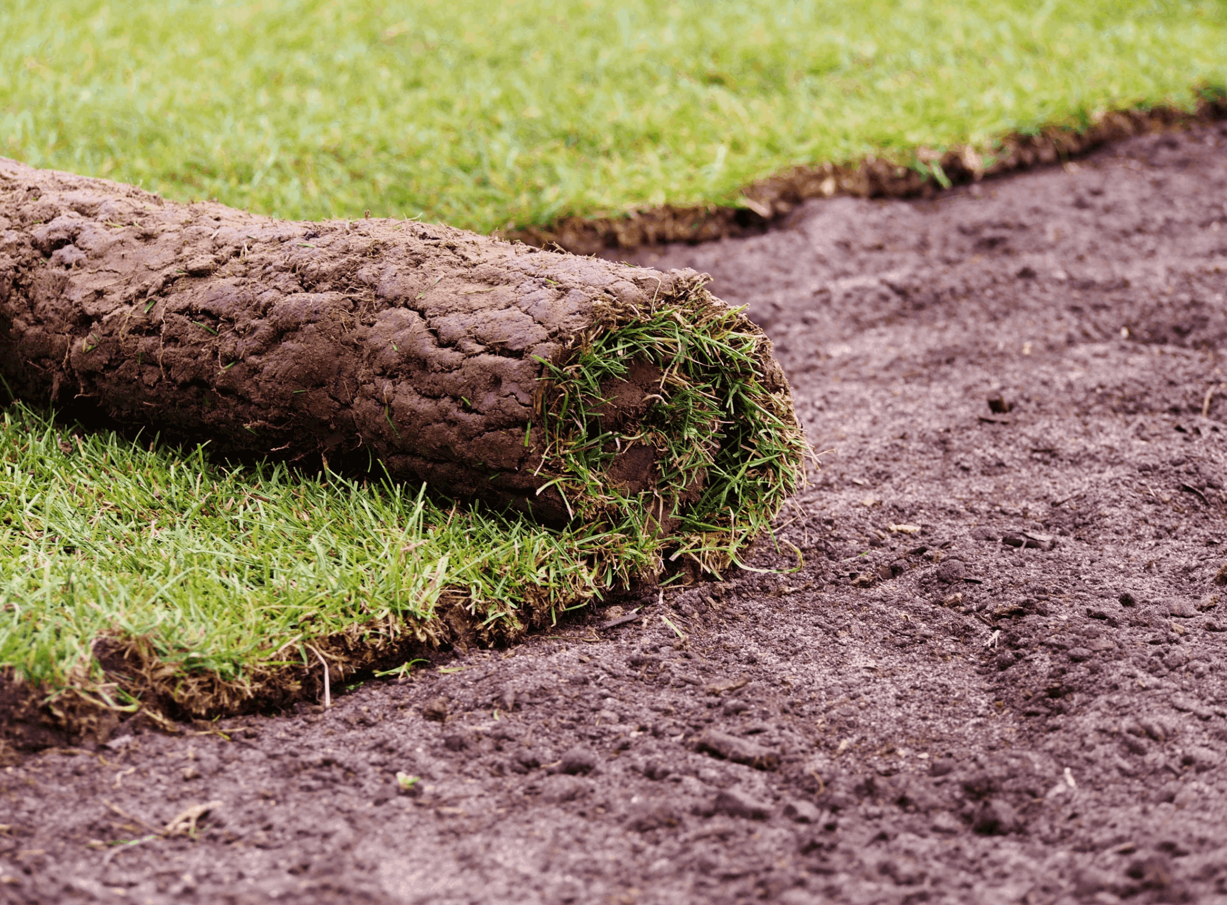 Carpet of turf - roll of sod - turf grass roll<br />